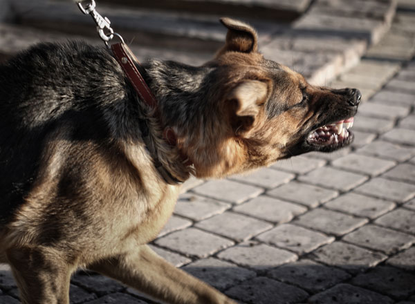 Leinenaggression Hundeschule DOGGO